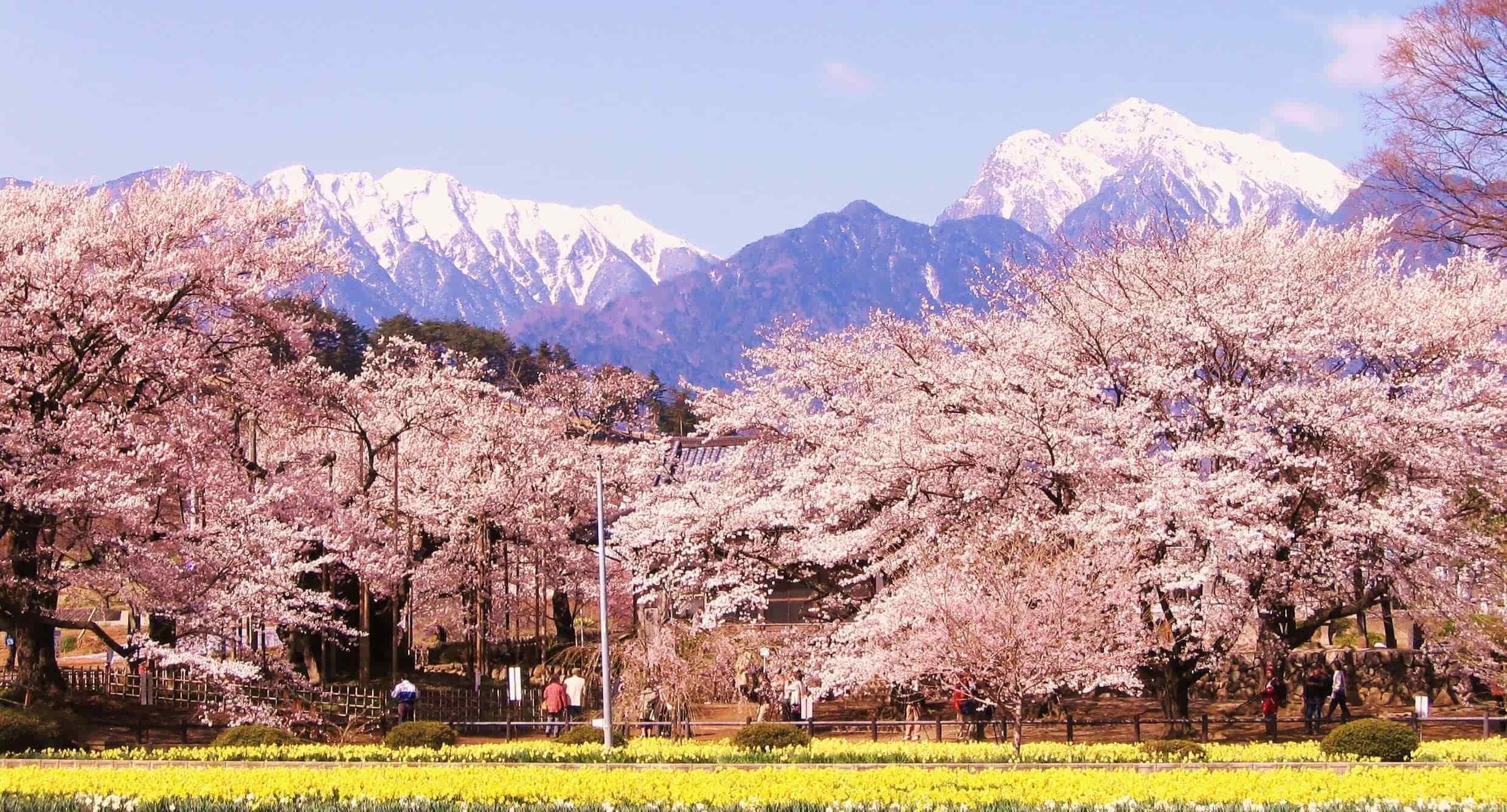 樱花