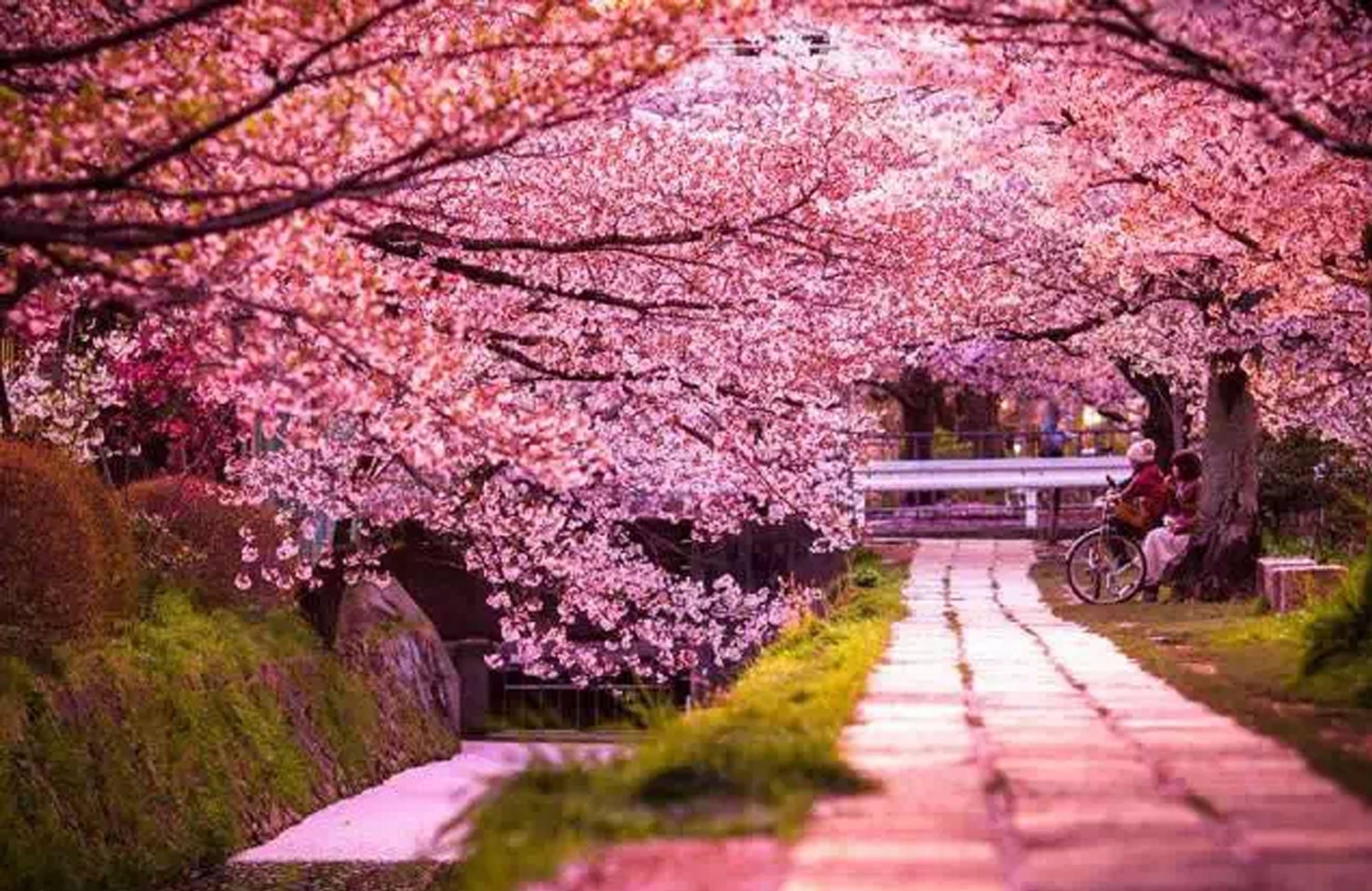 日本樱花节开幕在即 最美赏花地竟然在这里！附赏樱最强攻略+各地樱花开放日期预测-京都旅游攻略-游记-去哪儿攻略