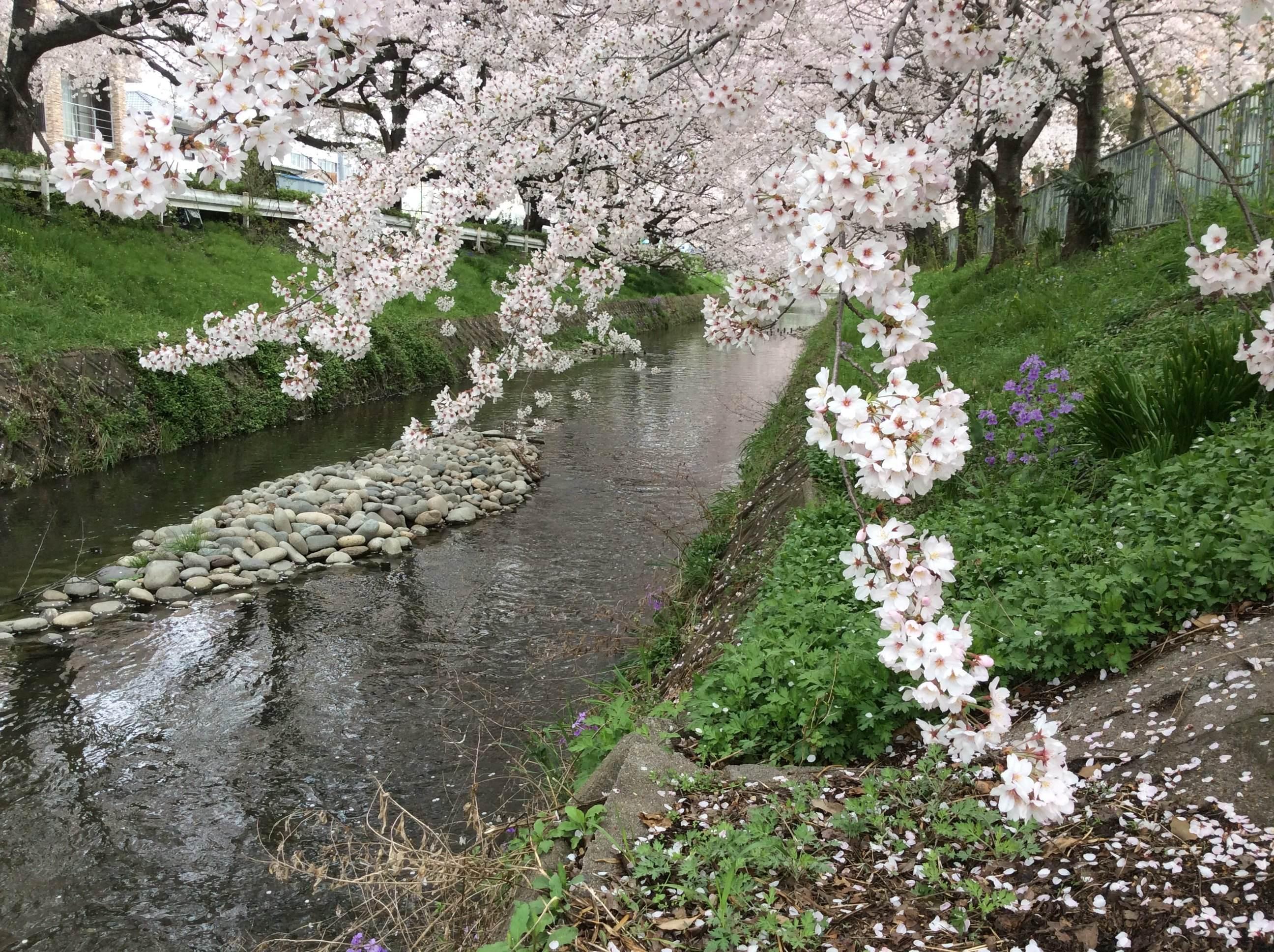 樱花3